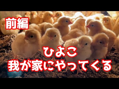 ひよこが我が家にやってきた！【前編】山もりたまご