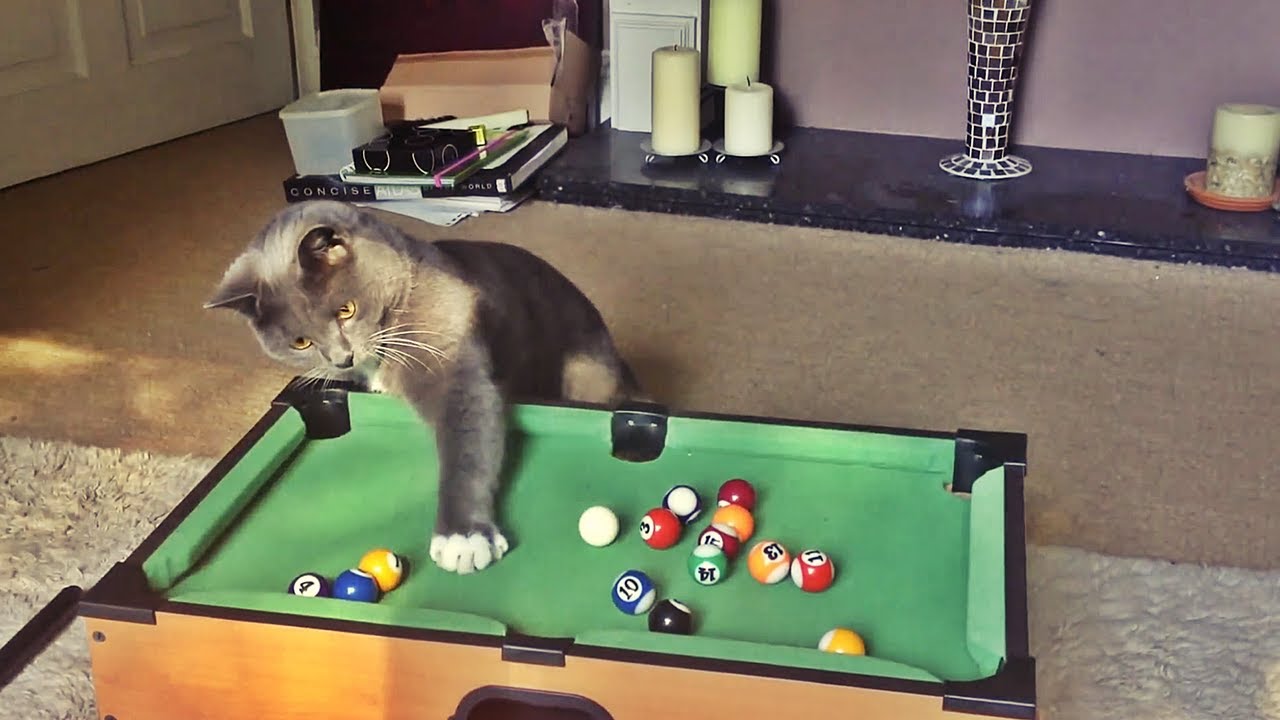 Esse gato é campeão no jogo de sinuca. #esse#gato#campeao#jogo