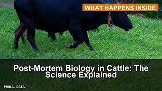 Post-Mortem Biology in Cattle: The Science Explained