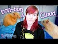 Foster Hamsters Bon-Bon & Cloud | Paired Syrian Hamster Surrender Story!