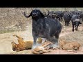 Top 12 Strongest Prey Animals in The World! - Blondi Foks