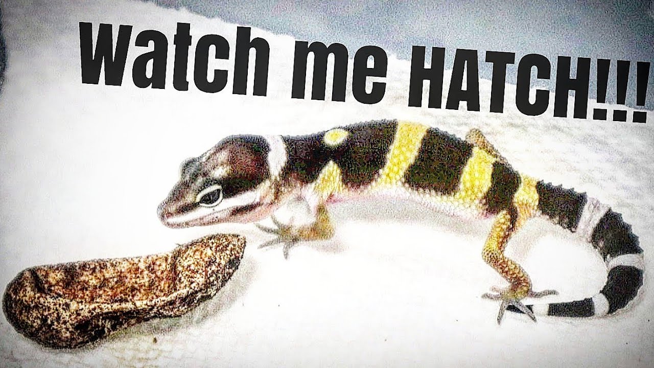 toronto raptors vs milwaukee bucks Baby Leopard Geck hatching! FINALLY! (2019)