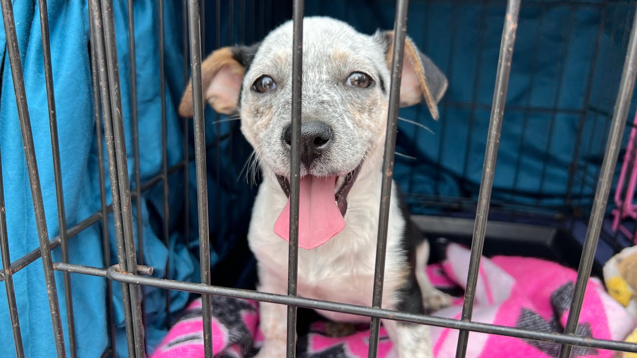 Welcome Elise! Abandoned little puppy now safe!