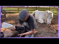 Foal Survivor Story: Trouper our Horse Born with Neuro Special Needs  / Rise Up sung by Pia Toscano
