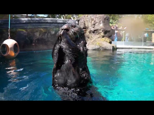 Playful Sea Otter Shows His Stuff During Training Session class=