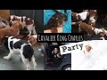 Cavalier King Charles Party | Playdate with Dogs | Herky the Cavalier