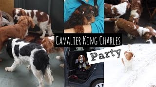 Cavalier King Charles Party | Playdate with Dogs | Herky the Cavalier