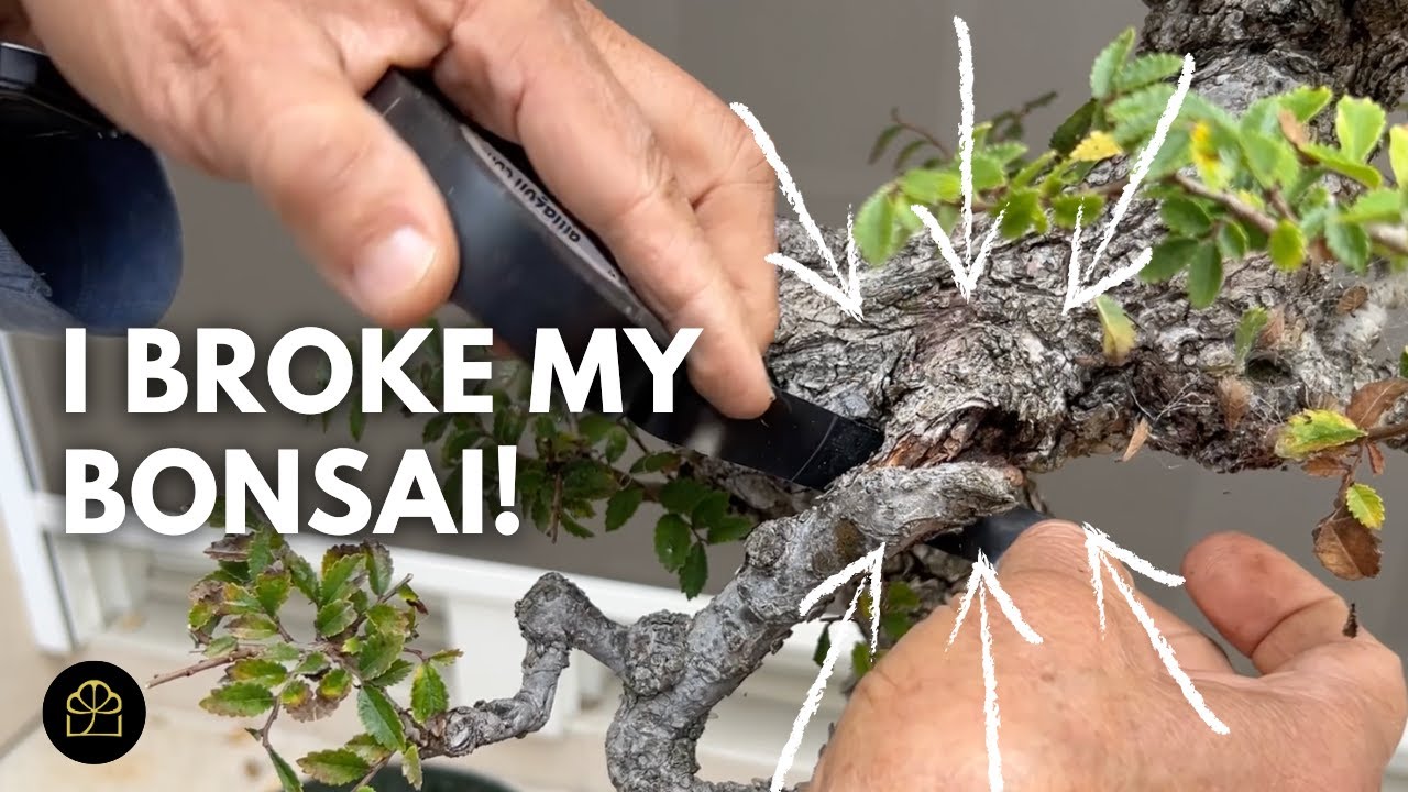 Pruning and Repotting a Cork Elm Bonsai