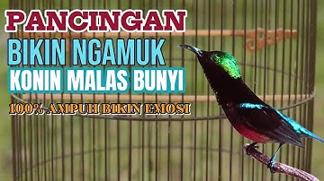 KOLIBRI NINJA GACOR FULL BONGKAR ISIAN ROLL TEMBAK !! DIJAMIN COCOK BUAT PANCINGAN KONIN MALAS BUNYI