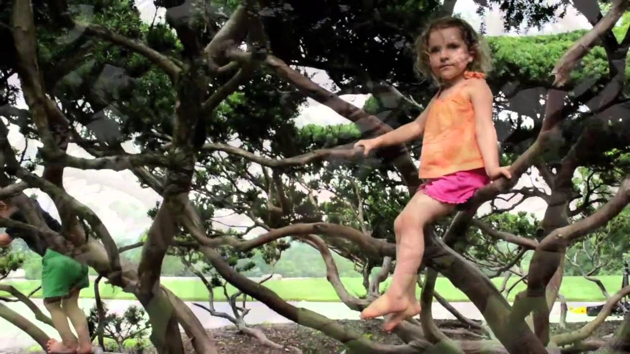 laws on cutting oak trees