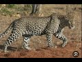 47 من قصص النمر العربي في وادي ستاره