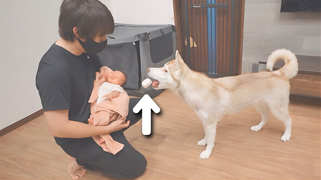 赤ちゃんへ大切なおもちゃを何度も運んでくる愛犬が可愛すぎました...