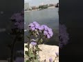 حديقه الجزيره مكان حلو علي النيل ب ١٠ جنيه الدخول