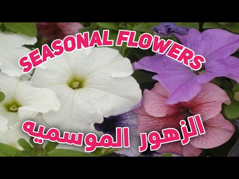 فيديو: ما هي الزهور المستقرة