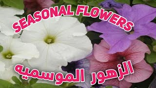 الزهور الموسميه SEASONAL FLOWERS