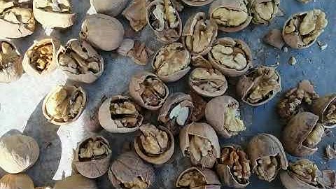 WALNUT IN XINJIANG ,CHINA