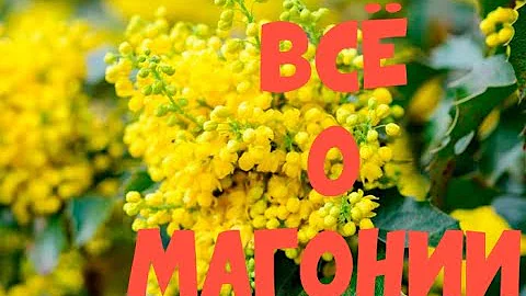 О магонии падуболистной в вашем саду и в дикой природе