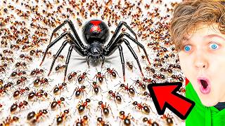 1,000 ANTS vs BLACK WIDOW...!? (LANKYBOX REACTION!)