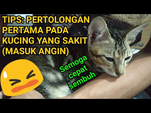 Video: Kucing saya masuk angin?