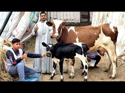 ملك البكارة بيقدم سلالات وأصناف ضرب نارررررر من العيار الثقيل آوي بسعر معقول جدأ فرصة لأ تعوض