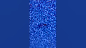 I love finding pool leaks #shorts #shortsvideo #pool #poolleak #aquapatch