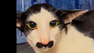 Hayri Dubai Çikolatasııııı