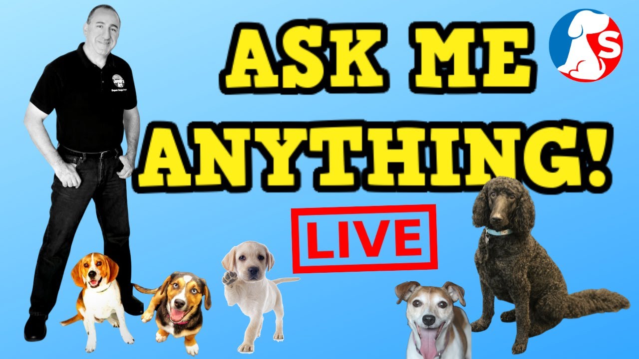 Dog trainer answers your dog training questions. YouTube