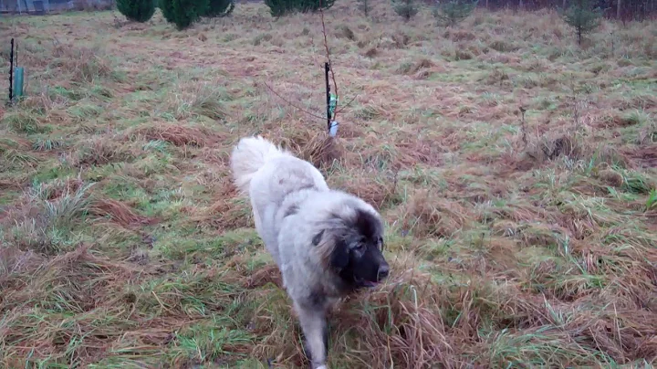 Young Caucasian Shepherd Bertha Having Fun Chasing...