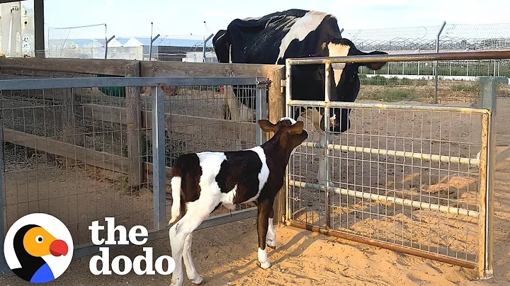 Orphaned Calf Keeps Looking For A Mom Until She Finds One | The Dodo