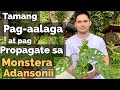 HOW TO PROPAGATE & CARE FOR MONSTERA ADANSONII | MONSTERA ADANSONII CARE TIPS & PROPAGATION