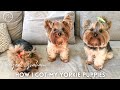 Yorkie Storytime | How I got my Yorkie Puppies