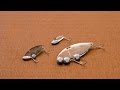 Blade Bait Swimming action / ブレードバイブの水中アクション