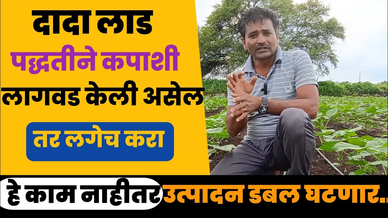 दादा लाड पद्धतीने कापूस लागवड करणाऱ्या शेतकऱ्यांनी लगेच करा हे काम/नाहीतर उत्पादन डबल घट/Dada lad