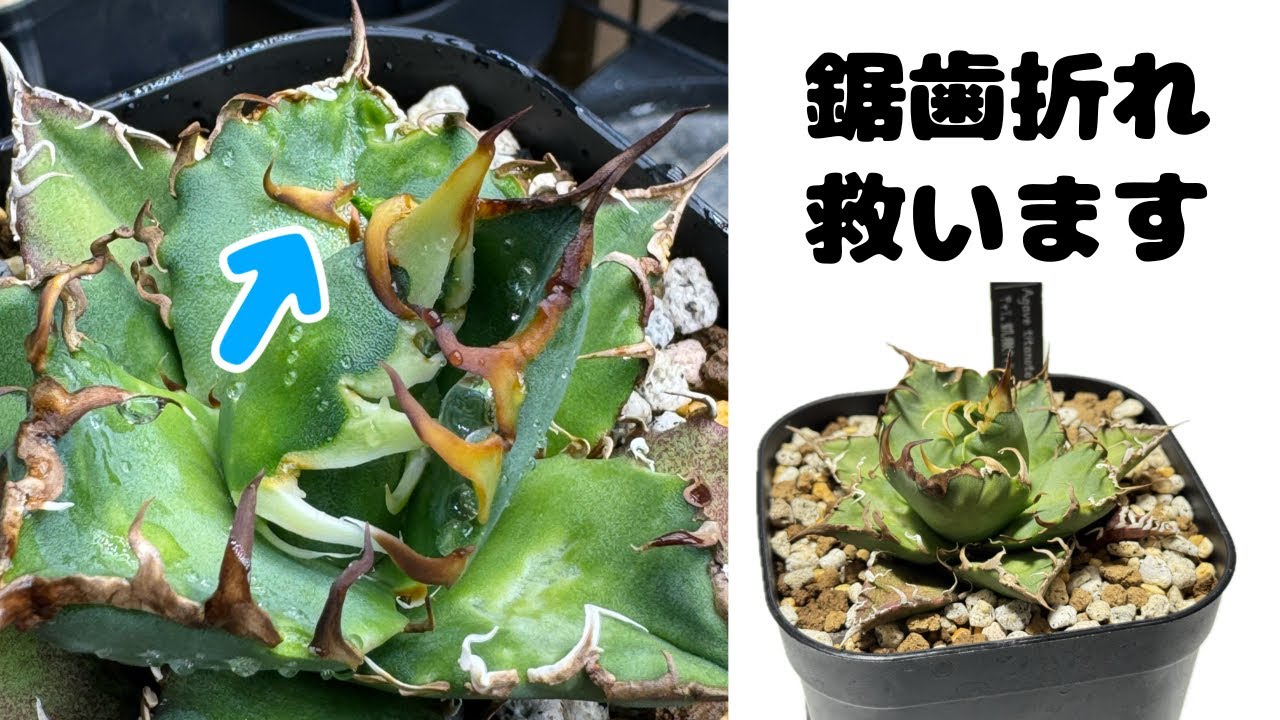 アガベ】折れた鋸歯くっつける【ヘッドロック回】 - YouTube