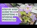 The step by step guide to dividing  repotting butterwortspinguicula