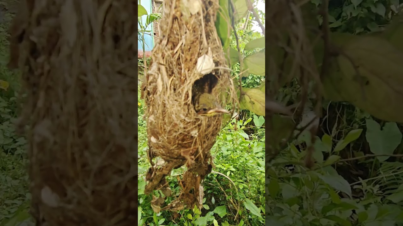 Small bird's nest in a beautiful natural environment 