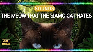 The meow that the Siamo cat hates (Sound Effects High Quality) Animal Sounds Library