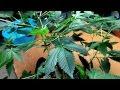 How To Grow Short Bushy Marijuana Plants Without PGR'S- Supercropping How To Grow Short Bushy Marijuana Plants Without PGR'S- Supercropping