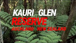 Kauri Glen Reserve - A Fabulous Free Bush Walk In Auckland, New Zealand.