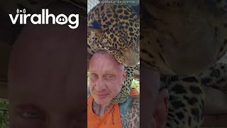 Pet Leopard Licks Owners Head Viralhog