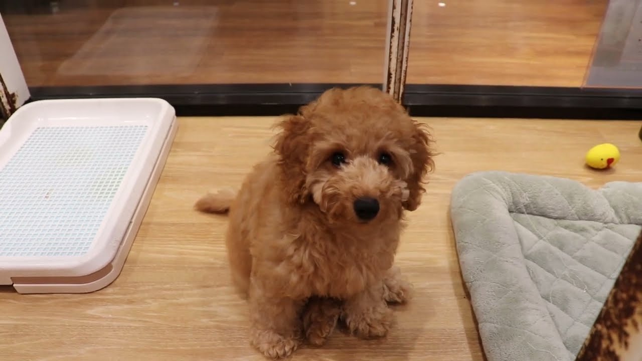 プードル•*¨*•.¸♬︎ 62665 トイプードル - YouTube