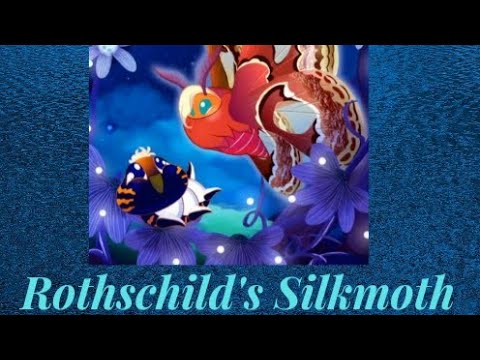 Rothschild's Giant Silkmoth-Flutter Starlight Part 13