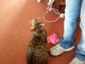 Indie, our serengeti cat doing her daily tricks の動画、YouTube動画。