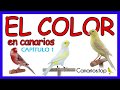 EL COLOR | Introducción a la Canaricultura de Color