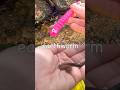Learn Bug Insect Names for Kids by the Branch: Scorpion Stag Beetle Earthworm Jewel Beetle Cicada