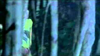 Puaka Bunga Tanjung.