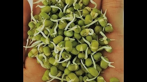 GIÁ TRỊ DINH DƯỠNG TỪ HẠT NẢY MẦM