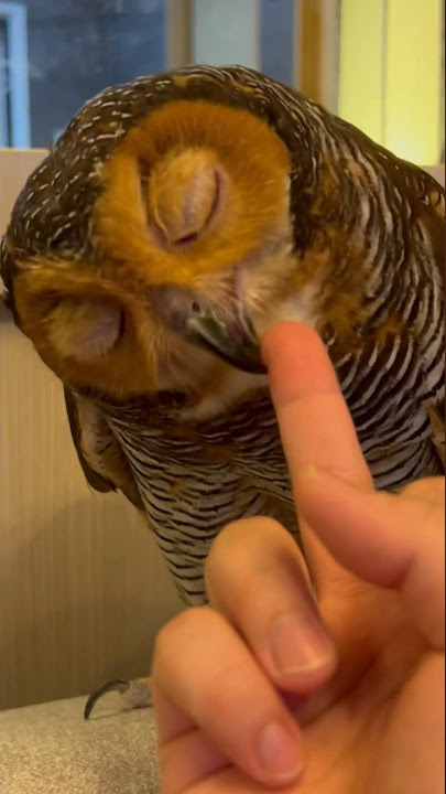 Jangan beri jari tengah ke Binatang! # #owl #funnyanimal #burunghantu #funny