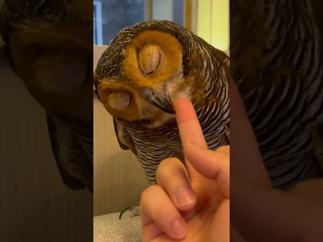 Jangan beri jari tengah ke Binatang! # #owl #funnyanimal #burunghantu #funny class=