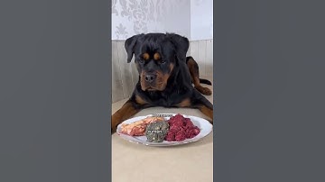 Rottweiler Raw Food
